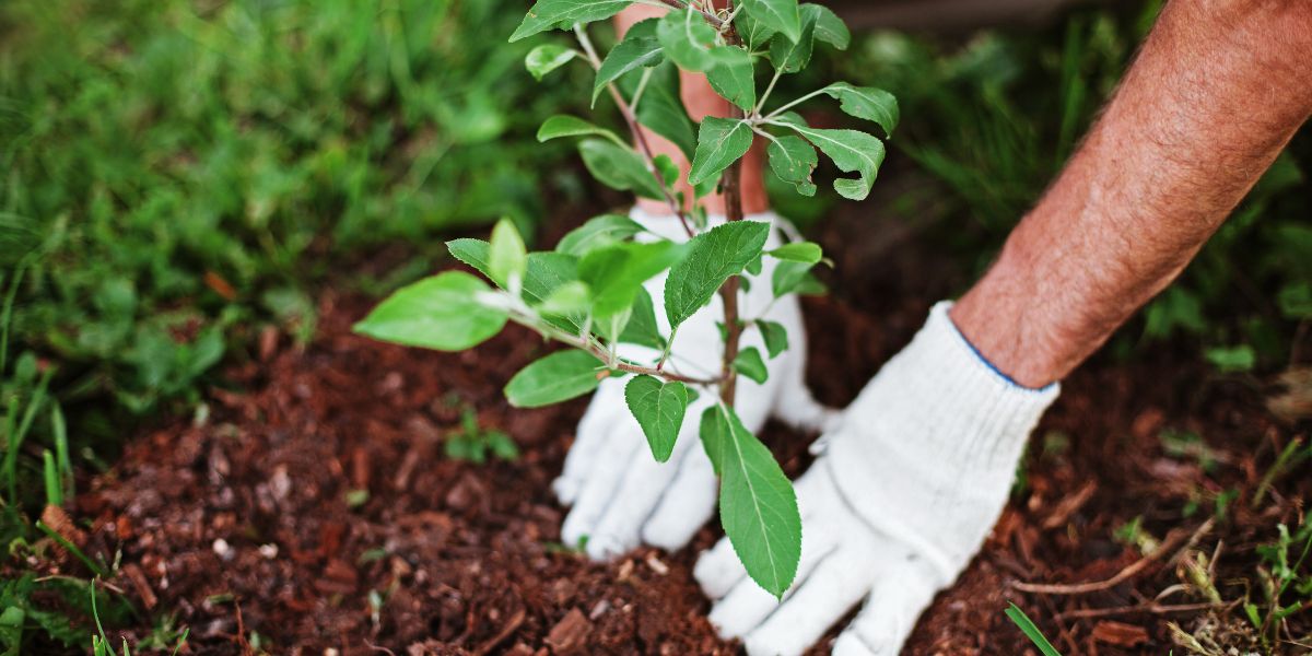 Garden Landscaping